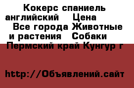 Кокерс спаниель английский  › Цена ­ 4 500 - Все города Животные и растения » Собаки   . Пермский край,Кунгур г.